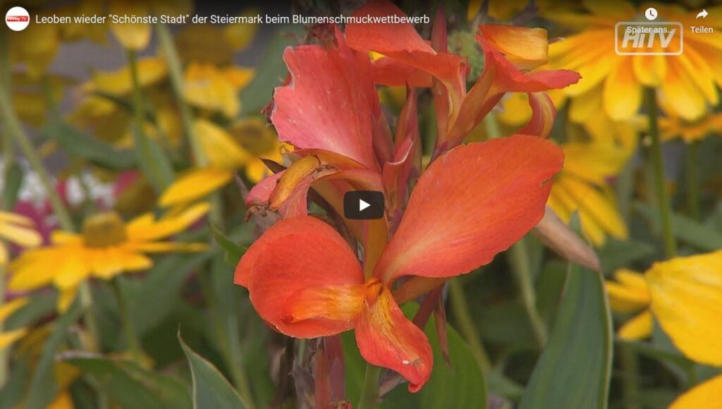 Leoben wieder „Schönste Stadt“ der Steiermark beim Blumenschmuckwettbewerb
